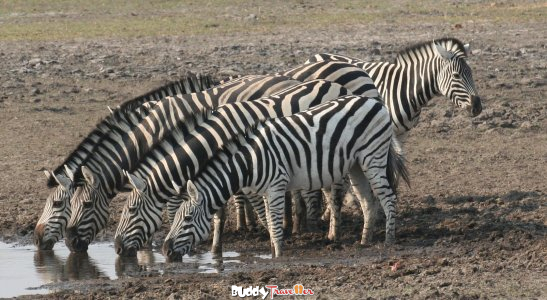 Adventurous Travel Companioin Wanted for Overland Trips in Southeren Africa