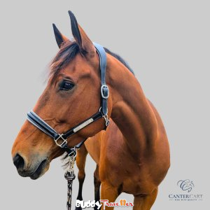 Premium Leather Halters for Horses CanterCart